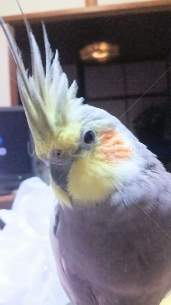 迷い鳥の写真