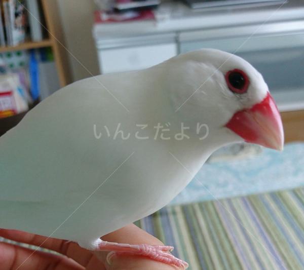 迷い鳥の写真