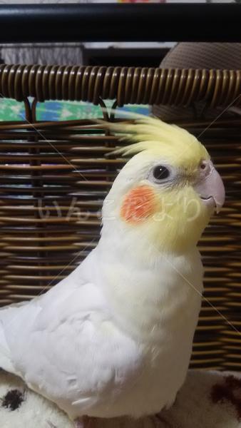 迷い鳥の写真