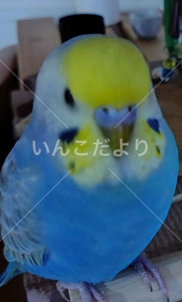 迷い鳥の写真