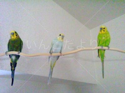 迷い鳥の写真