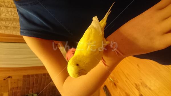 保護鳥の写真