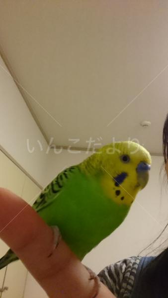 保護鳥の写真