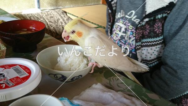 迷い鳥の写真