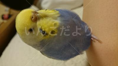 迷い鳥の写真