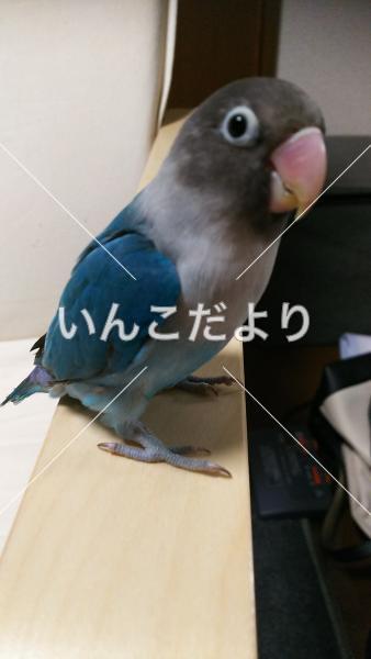 迷い鳥の写真