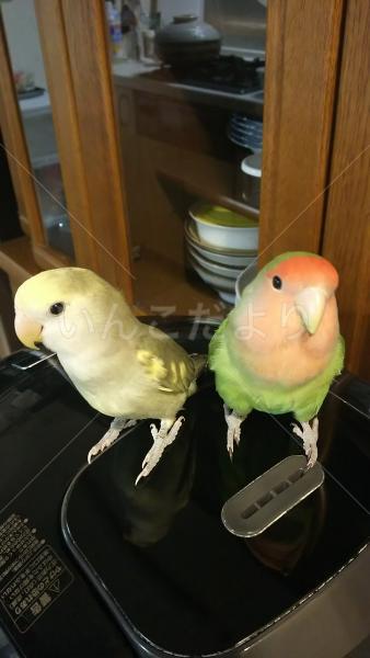 迷い鳥の写真