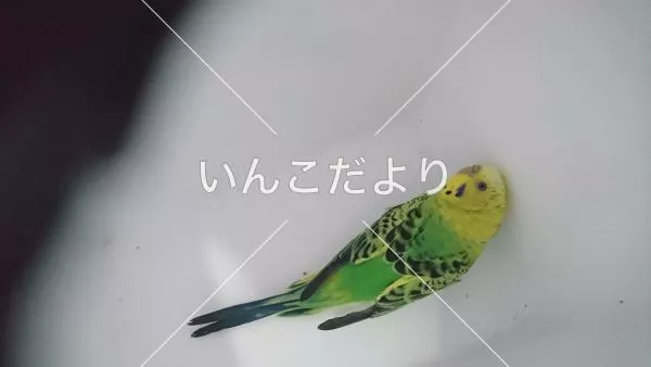 保護鳥の写真