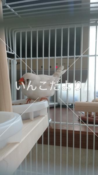 保護鳥の写真