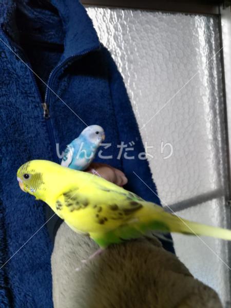 迷い鳥の写真