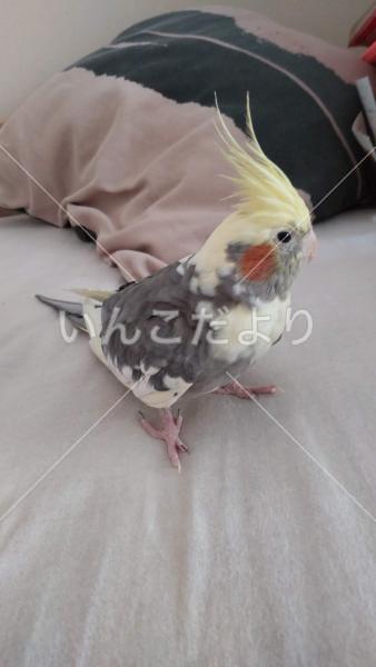 迷い鳥の写真