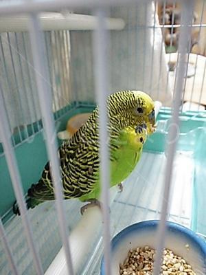 保護鳥の写真