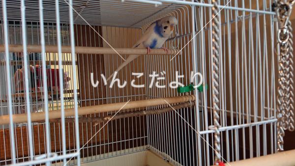 迷い鳥の写真