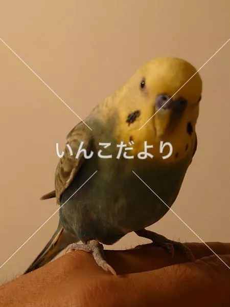 保護鳥の写真