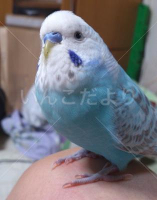 迷い鳥の写真