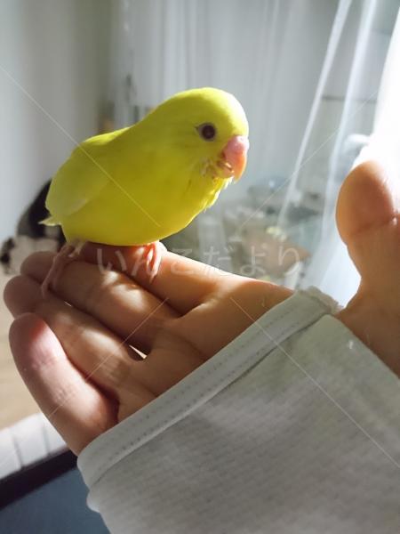 迷い鳥の写真