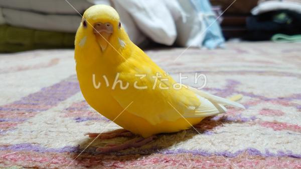 迷い鳥の写真