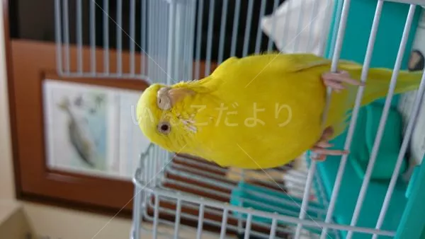 保護鳥の写真