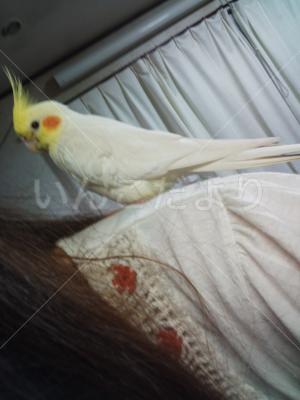 保護鳥の写真