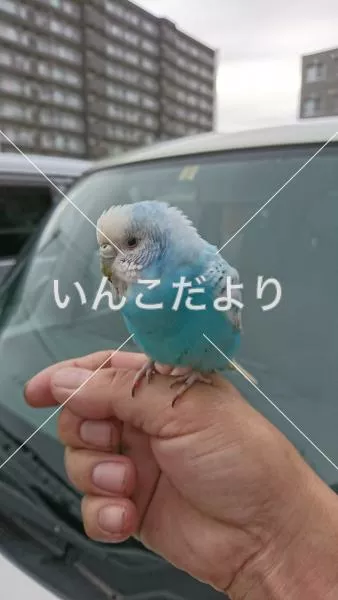 保護鳥の写真