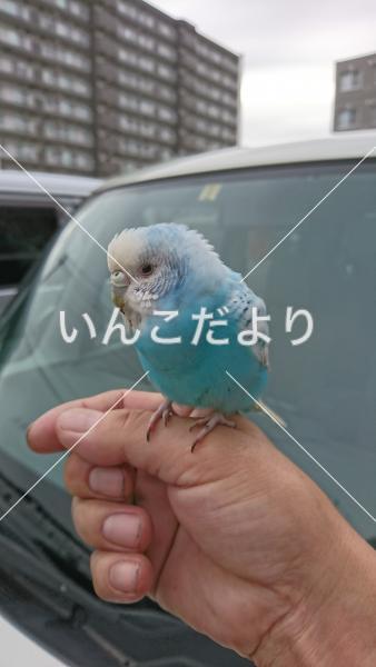 保護鳥の写真