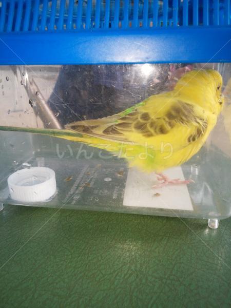 保護鳥の写真