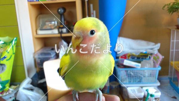 迷い鳥の写真