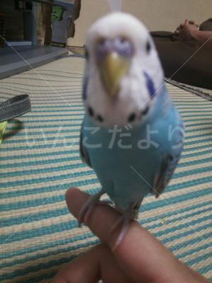 迷い鳥の写真