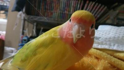 迷い鳥の写真