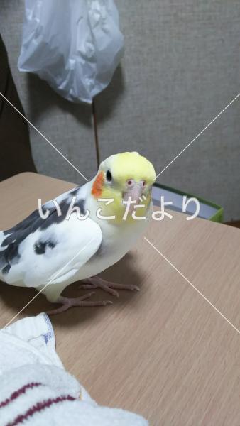迷い鳥の写真