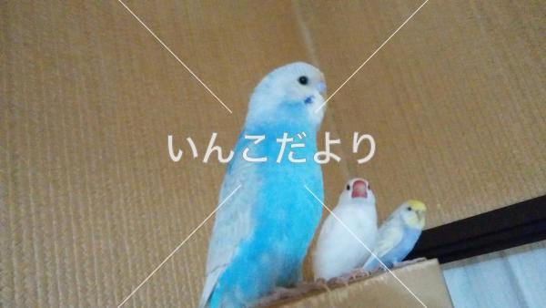 迷い鳥の写真