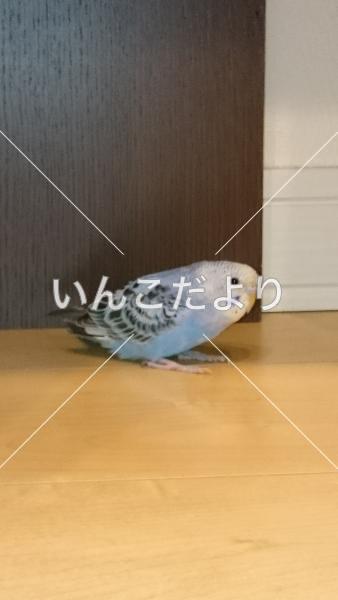保護鳥の写真