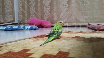 迷い鳥の写真