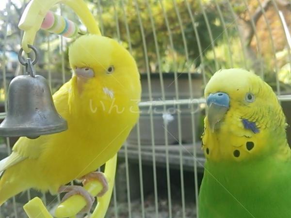 迷い鳥の写真