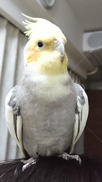 迷い鳥の写真