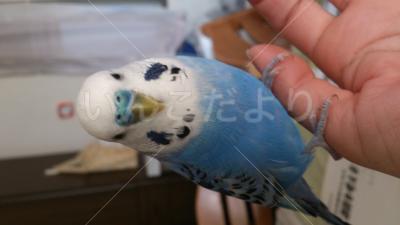 迷い鳥の写真