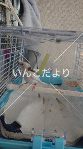 保護鳥の写真
