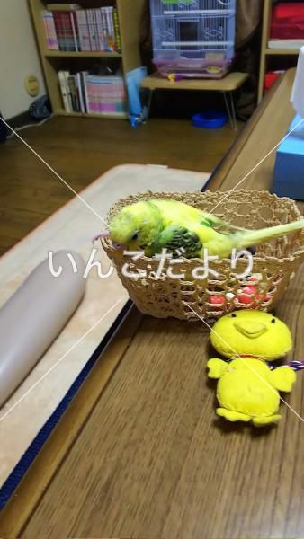 迷い鳥の写真