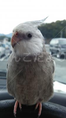 迷い鳥の写真