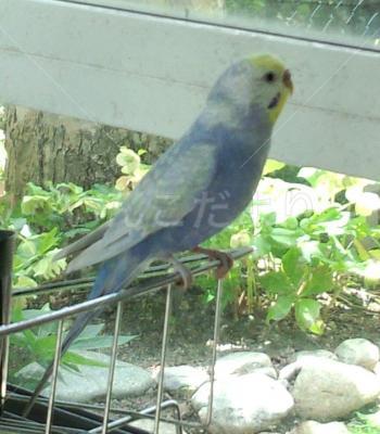 保護鳥の写真