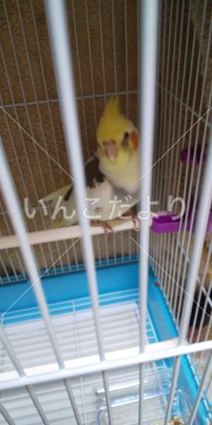 保護鳥の写真