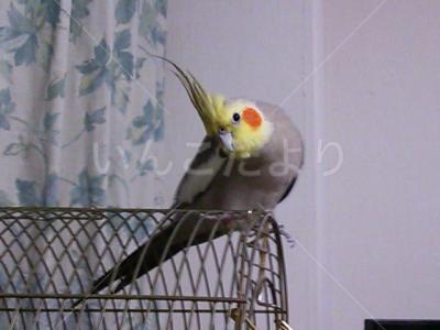 迷い鳥の写真