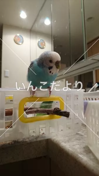 保護鳥の写真