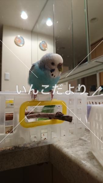 保護鳥の写真
