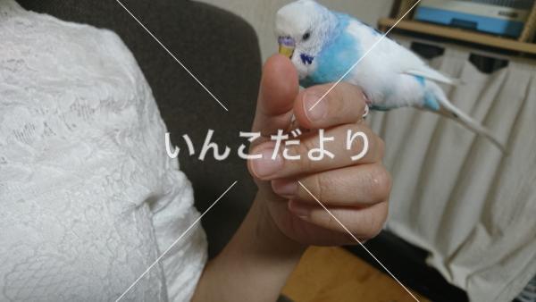迷い鳥の写真