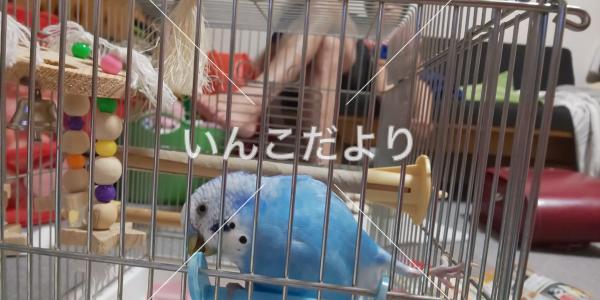 迷い鳥の写真