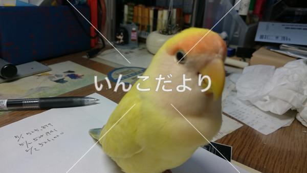 迷い鳥の写真