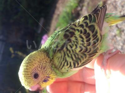 迷い鳥の写真