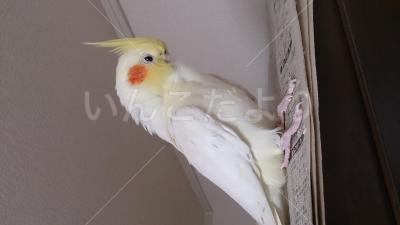 保護鳥の写真