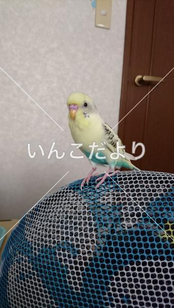 迷い鳥の写真